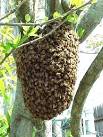 bees nest