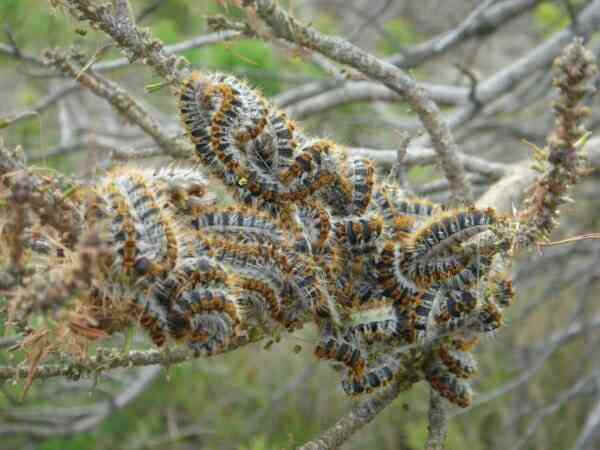 Pine caterpillars, processionary pine caterpillars, tree felling