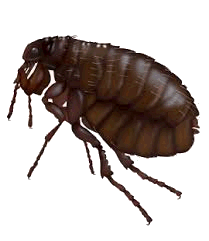 Bugs, Bug Stoppers, Bug Bashers, Bug Beaters, bug busting