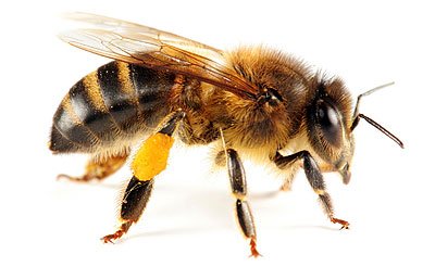 Honey bee