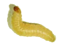 Bugs, Bug Stoppers, Bug Bashers, Bug Beaters, bug busting