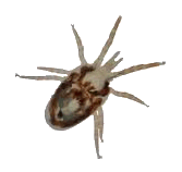 Bugs, Bug Stoppers, Bug Bashers, Bug Beaters, bug busting