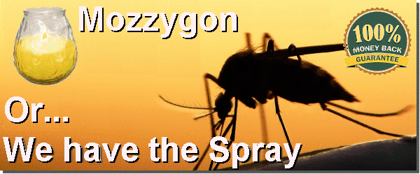 tiger mosquito. tiger mosquitoes. mosquitoes