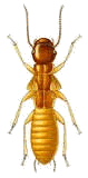 termite control. termite treatment. termite. termite damage. termite droppings. termite spray.