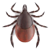 Bugs, Bug Stoppers, Bug Bashers, Bug Beaters, bug busting