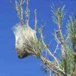 pine caterpillars. caterpillars, tree felling